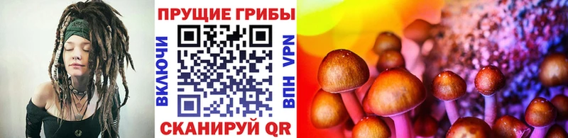 Купить  Великие Луки  Псилоцибиновые грибы мицелий 